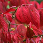 Euonymus_alatus_Compactus_LW.jpg