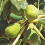 Ficus-carica-Dalmatie-BLWS702922.jpg