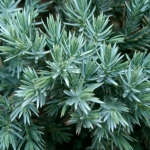 Juniperus-squamata-Blue-Star2.jpg