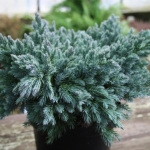 Juniperus_squamata_Blue_Star.jpg