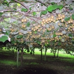 Kiwifruit-Actinidia_deliciosa-plantation.jpg