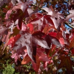 LIQUIDAMBAR-STYRACIFLUA.jpg