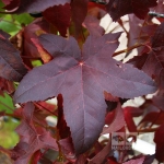 Liquidambar-Lane-Roberts_grande.jpg