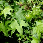 Liquidambar_styraciflua.jpg