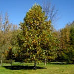 Liriodendron_tulipifera123012.JPG