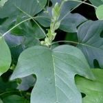 Liriodendron_tulipifera_750_500.jpg
