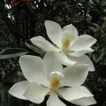 Little-Gem-Magnolia.jpg