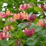 Lonicera-heckrottii-Gold-Flame-780x520.jpg