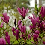 Magnolia_Stellata_Susan_-_05.jpg