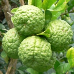 Citrus hystrix-Papeda (Kaffir lime, Aromacitrom)