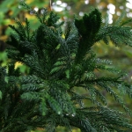 PCO-CRYJACR-2.jpg