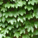 Parthenocissus_quinq.jpg