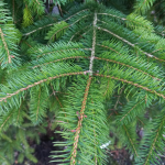 Picea_abies_3.png