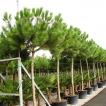 Pinus_pinea_12_web.jpg