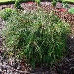 Thuja-plicata-Whipcord.jpg