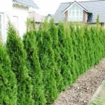 Thuja_occidentalis_Smaragd_-_6.JPG