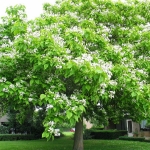 Trompetboom__Catalpa_bignonioides__Southe.jpg