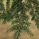 Tsuga-canadensis3.jpg