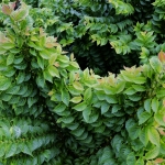 Ulmus_X_hollandica_Jacqueline_Hillier_2-L.jpg