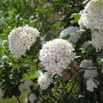 Viburnum_Inflorescence.JPG