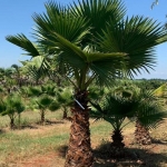 Washingtoniafilifera.jpg