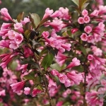 Weigela-florida-Foliis-Purpureis-6x4-1.jpg