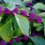 _vyrn_287callicarpa-bodinieri-profusion-2.jpg