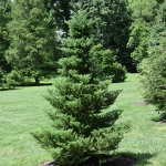 Abies koreana, Koreai jegenyefenyő (Koreai jegenyefenyő)