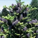 Abies koreana, Koreai jegenyefenyő (Koreai jegenyefenyő)