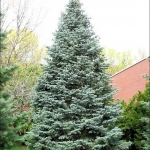 Abies concolor (Kolorádói jegenyefenyő)