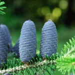 abies_koreana_molli_zapfen.jpg