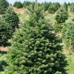 Abies nordmanniana (Nordmann-fenyő, Kaukázusi jegenyefenyő)