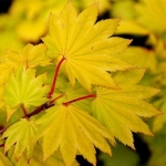 acer-shirasawanum-aureum-golden-leaf-full.jpg