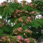 albizia2.jpg