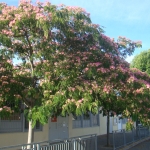 albizia3.jpg