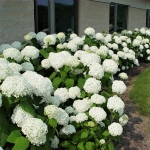 annabelle-hydrangea-overview-600x600_1.jpg