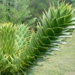 araucaria_araucana_f.jpg