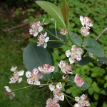 aronia_melanocarpa.jpg