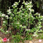 aronia_melanocarpa_19.jpg