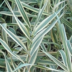 arundo_donax_variegata_1.jpg