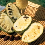 Asimina triloba (Pawpaw, Indián banán)