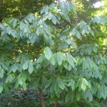 Asimina triloba (Pawpaw, Indián banán)