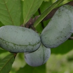 asimina_triloba_fruit.jpg