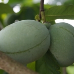 Asimina triloba (Pawpaw, Indián banán)