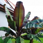bananowiec-abisynski-ensete-maurelii-10_8.jpg