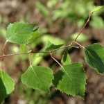 betula-pendula2810.jpg