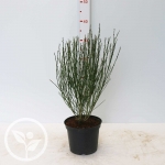 boskoop-ruby-2L-pot.jpg