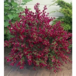 boskoop-ruby_UK_500_0021857.jpg