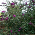 buddleia_davidii_royal_red_n_2.jpg