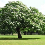 Castanea sativa (Szelídgesztenyefa)